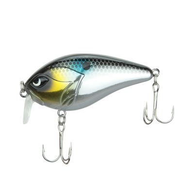 isca-rebraint_FLASH_095108_7896558457006_01 isca-rebraint_FLASH_095108_7896558457006_01